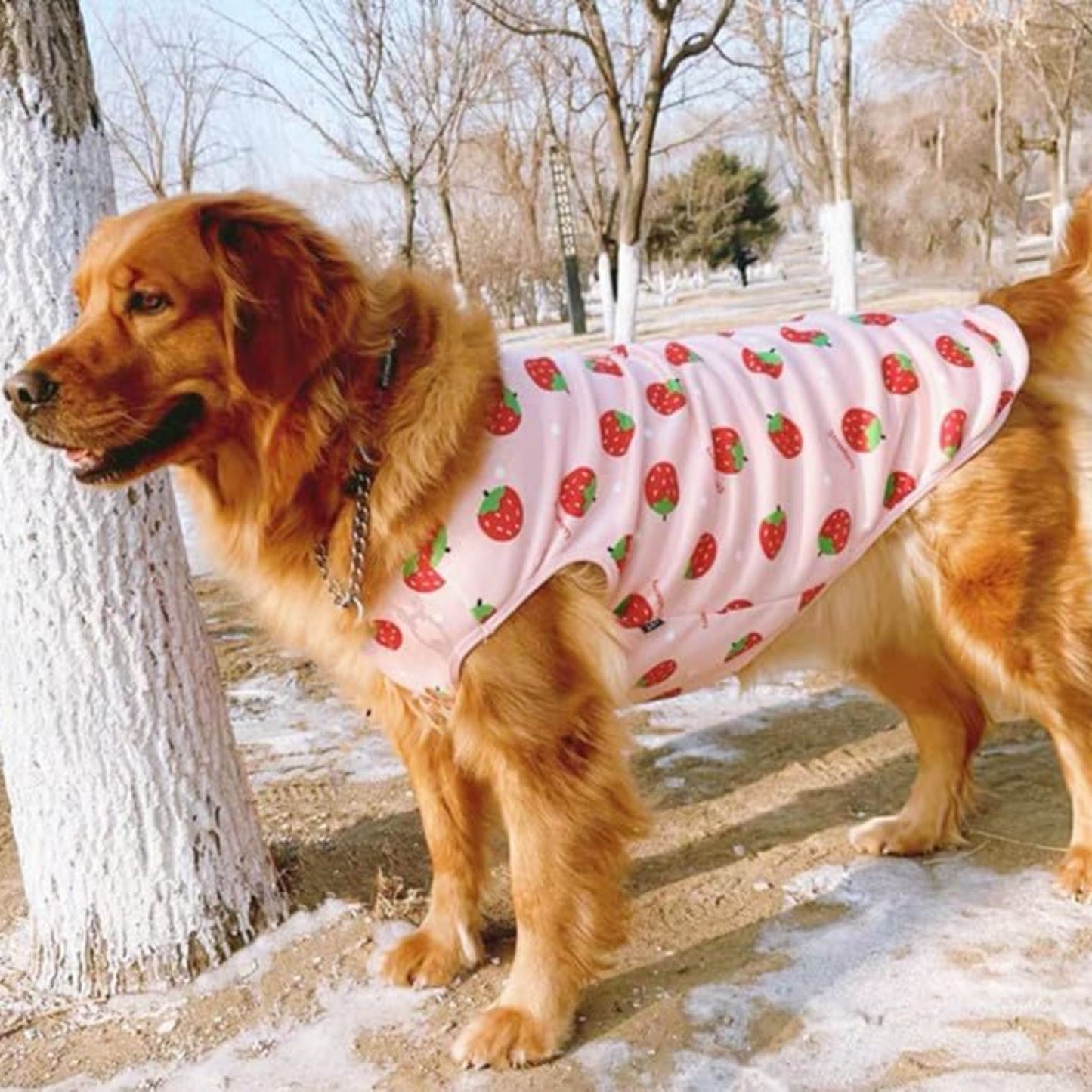 Camiseta de manga corta de fresas para perros grandes, con forro polar