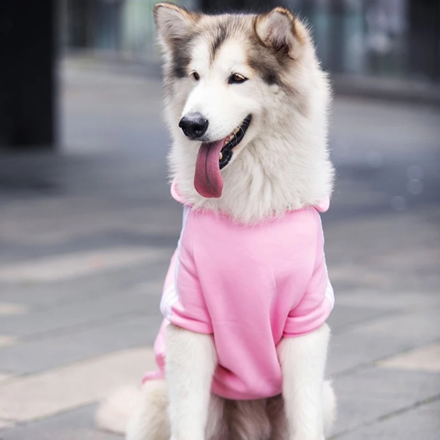 Sudadera adidog rosa para perros