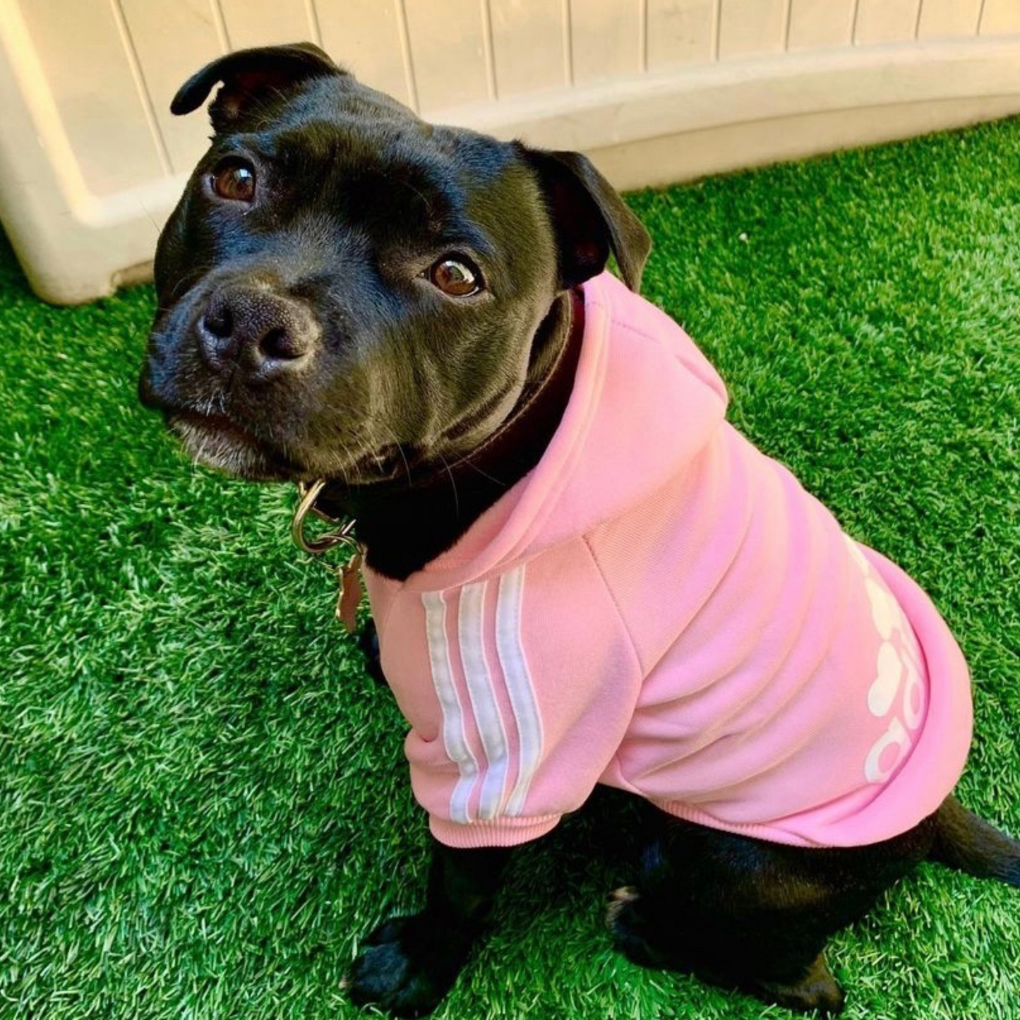 Sudadera adidog rosa para perros