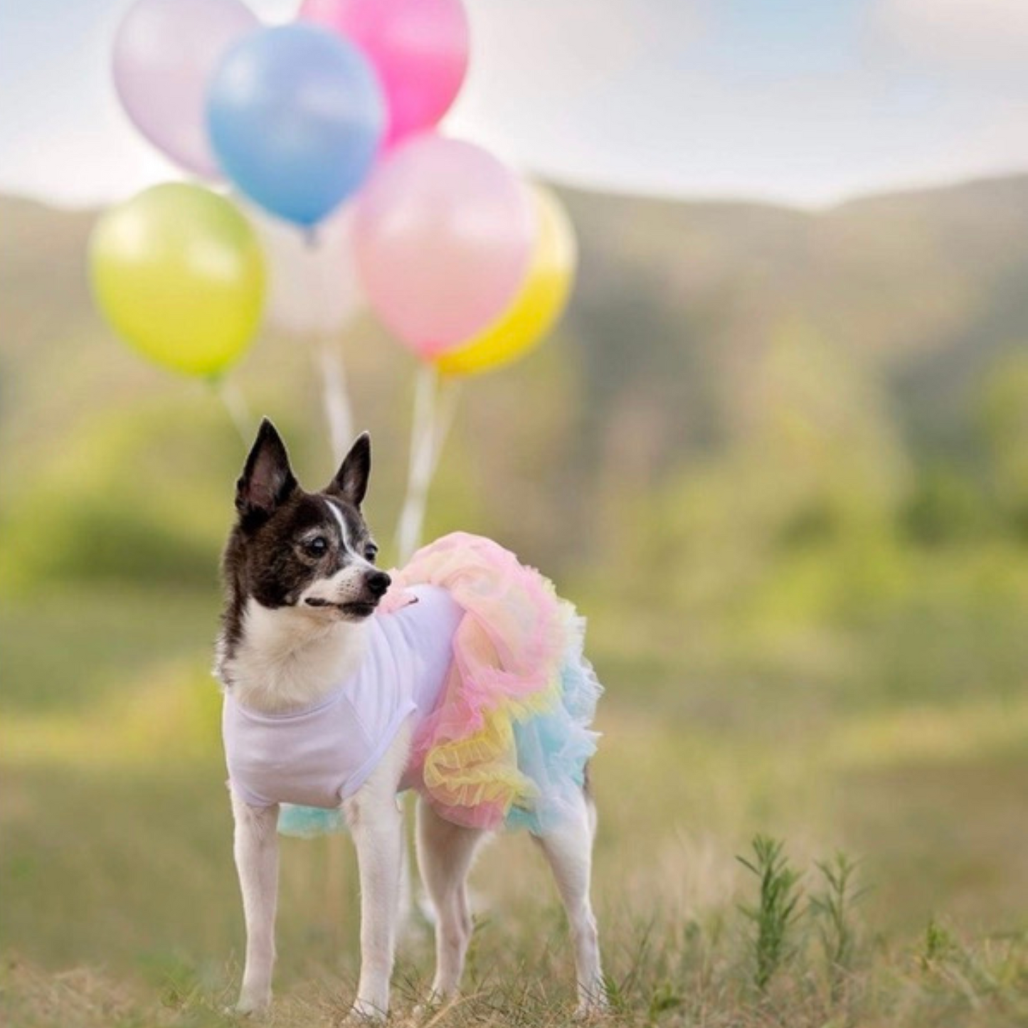 Vestido de cumpleaños muffin para perritas